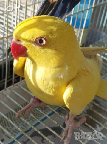 Различни видове папагали , снимка 3 - Папагали - 51972963