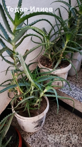 Живо алое вера за лечебна напитка – големи и малки растения, снимка 10 - Стайни растения - 53244971