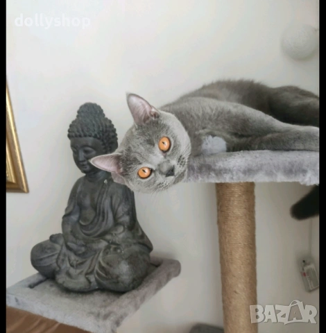 Продава се Женска Британска Котка на 4г.