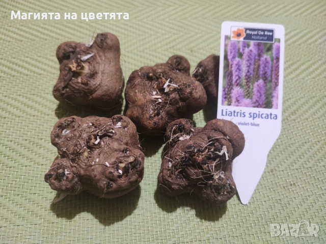 Лиатрис бял и лилав луковици, снимка 3 - Градински цветя и растения - 53472823