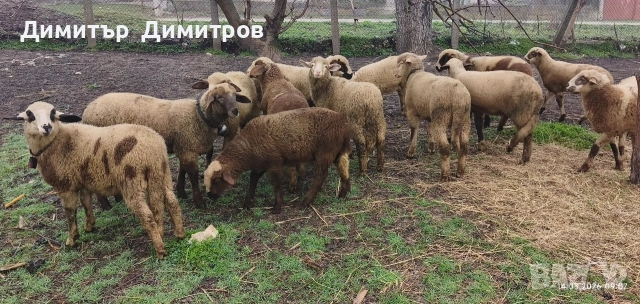 продавам агнета , снимка 2 - Овце - 53835931