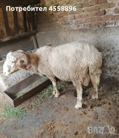 Коч, снимка 1