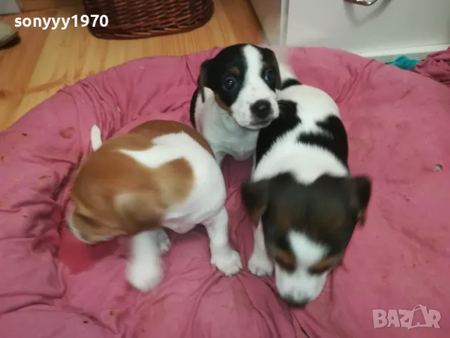 ПРОДАВАМЕ КУЧЕНЦА ДЖАК РЪСЕЛ-УНИКАЛНИ СЛАДУРИ 2701250647, снимка 5 - Джак ръсел териер - 48842521