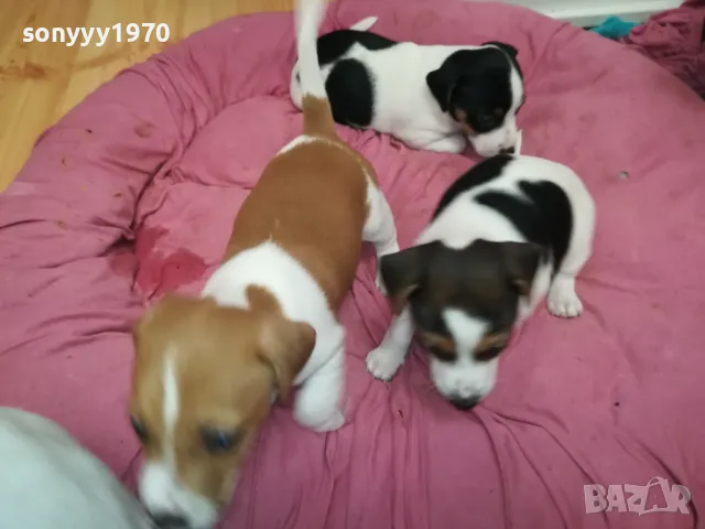 ДЖАК РЪСЕЛ-БЕБЕТА ДЖАКОВЕ-ВИДИН 0302251844