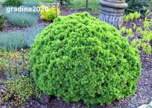 Смърч Алберта Глобе/ Picea glauca var. albertiana 'Alberta Globe', снимка 4 - Разсади - 40645664