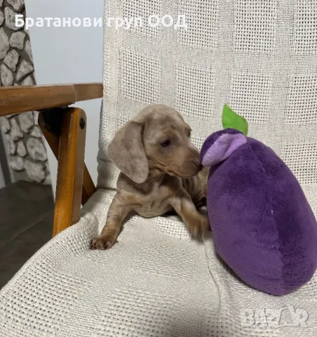 Мини Дакел, снимка 8 - Дакели - 49930212