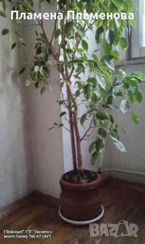 керамична САКСИЯ гледжосана , снимка 1