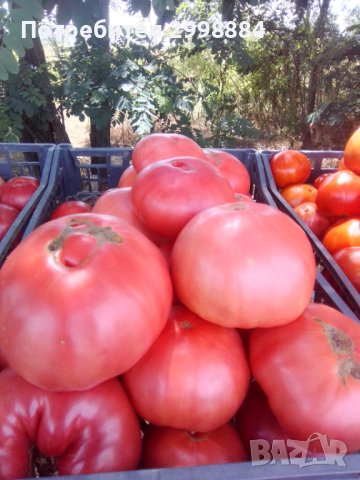 Разсади домати,пипер,краставици,тиквички,марули,патладжан,дини,пъпеши и др, снимка 11 - Разсади - 44265605