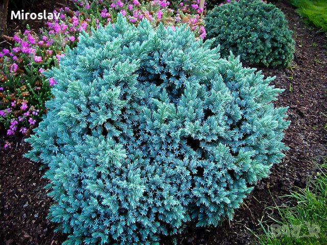Юниперус(Синя Звезда), снимка 1 - Градински цветя и растения - 41978045