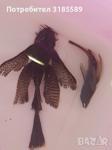 Анциструс воален черен