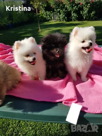 Померан померанчета свободни!, снимка 8 - Померан - 51318835