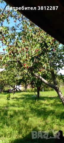 Рязане на асми, лозе и косене на трева за 1 Декър 70 евро . , снимка 5 - Други почистващи услуги - 53704400
