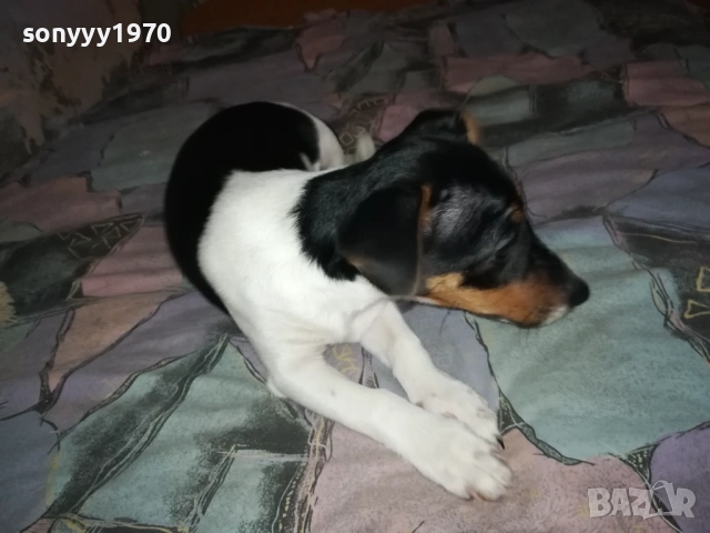 ДЖАК РЪСЕЛ ТЕРИЕР 0512250842