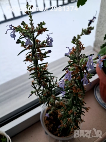 Розмарин, снимка 3 - Градински цветя и растения - 53190793