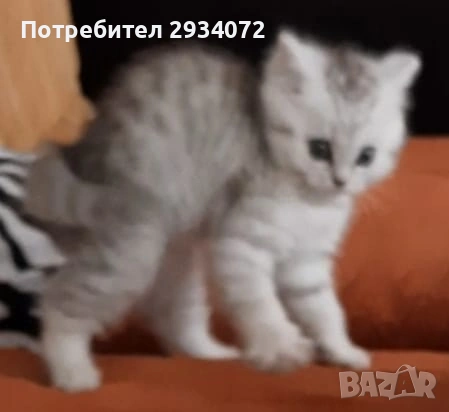 Малка женска британска сребърна чинчила си търси своите стопани, снимка 7 - Британска късокосместа - 53420284