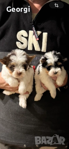 Бивер Йоркширски териер Йорки, снимка 2 - Йоркширски териер - 53422840