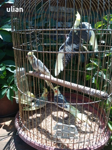 Продавам папагали корели , снимка 1