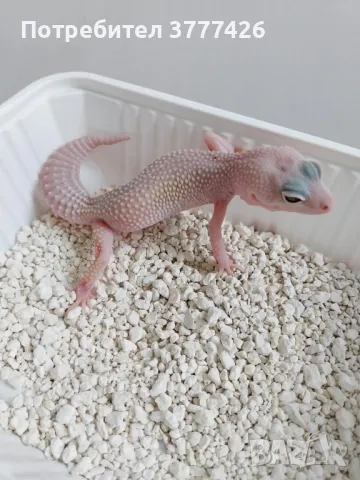 Бял Леопардов Гекон, снимка 2 - Гекон - 49156980