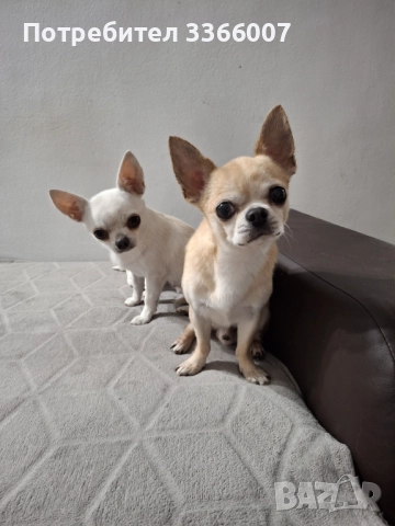 Чихуахуа , снимка 3 - Чихуахуа - 52308038