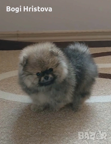 малко мъжко померанче на четири месеца, снимка 4 - Померан - 53638652