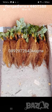 Разсад ягоди и малини , снимка 12 - Разсади - 49438431