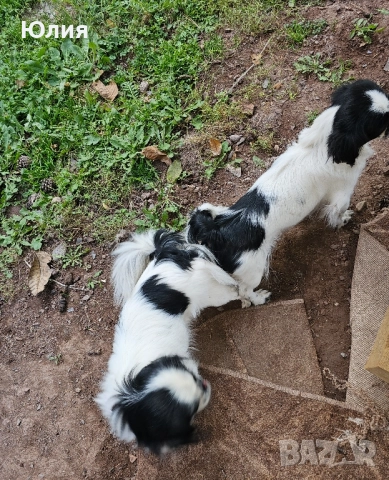 Японски хинчета, снимка 5 - Други - 52506287