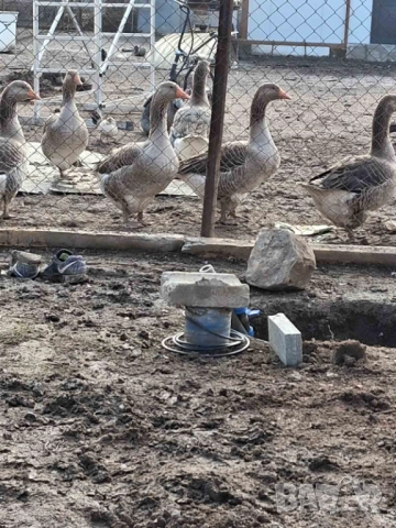 Продавам  гъски и патици, снимка 3 - Патици и гъски - 52889476