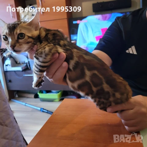 Бенгалски котета, снимка 10 - Други - 50151079