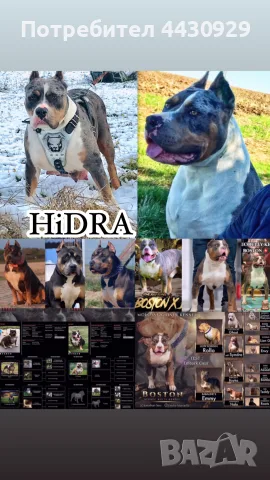 American Bully XL, снимка 13 - Американски стафордширски териер - 56359868