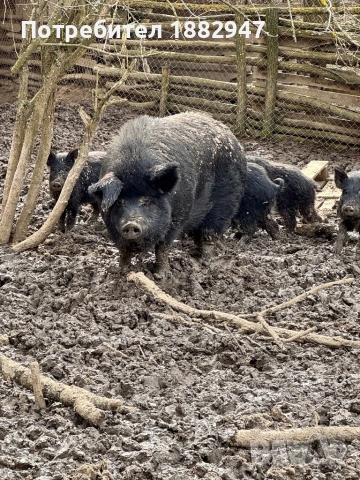Divo prase, снимка 3 - Прасета - 53769006