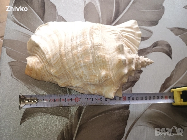 рапан от куба