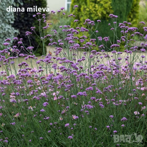 Вербена многогодишна, Verbena Bonariensis Bonnie Blue, снимка 4 - Градински цветя и растения - 52426647