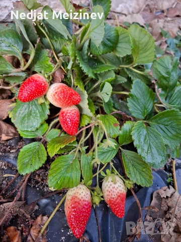Ягоди сорт Албион, снимка 3 - Разсади - 52894094