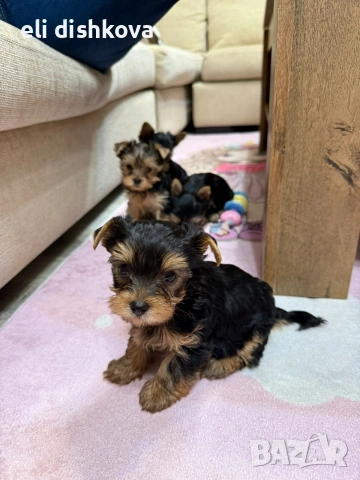 мини йорки , снимка 3 - Други - 53011248