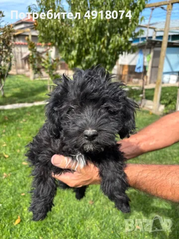 Кавапу & Cavapoo, снимка 2 - Други - 56288962
