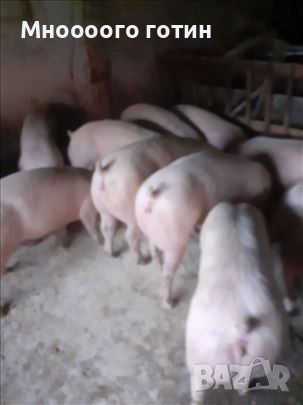 Продавам прасета , снимка 6 - Прасета - 52645674