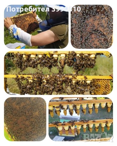 Пчелни майки, пчелни отводки(изкуствени рояци), снимка 2 - За пчели - 44270594