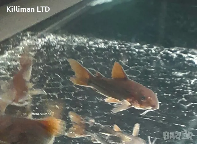 Коридорас Венецуела Black , снимка 1