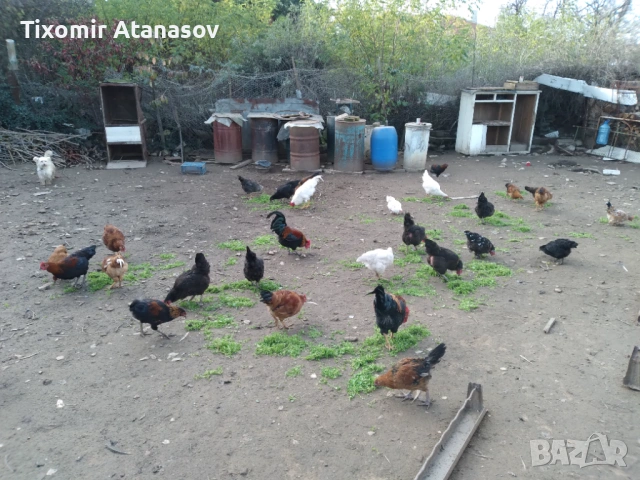 Селски кокошки, снимка 9 - Кокошки и пуйки - 53467510