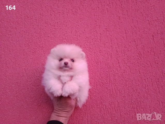 Померан. Мини момиченце., снимка 2 - Померан - 52719357