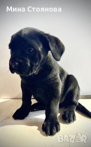 Продавам бебета Кане Корсо , снимка 3 - Кане корсо - 52677252