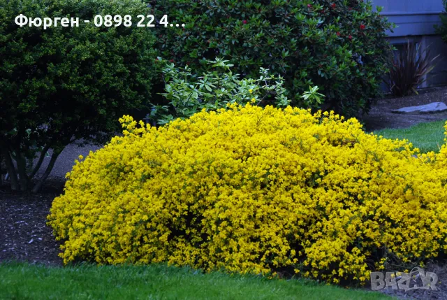 Гениста (Жълтуга) / Genista, снимка 3 - Разсади - 49487063