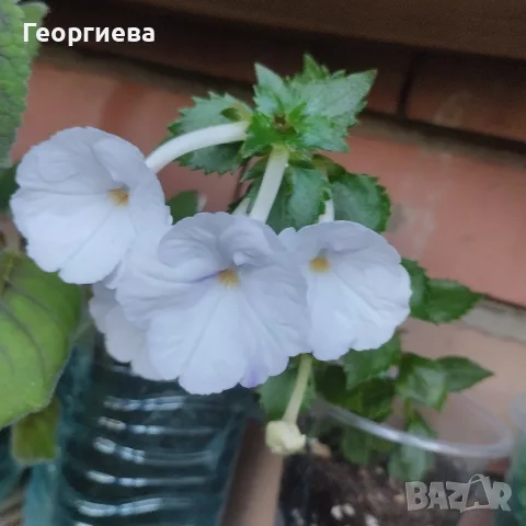 ахименес различни видове, снимка 9 - Стайни растения - 55854077