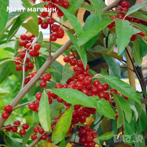 Поантилла - poantilla