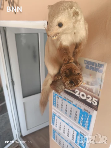 Препарирана Невестулка, снимка 4 - Други животни - 50559639