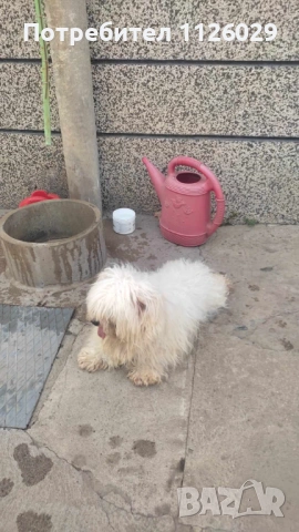 Малтийски болонки женски