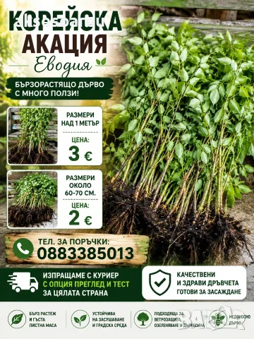 Висококачествен разсад фиданки от медоносното дърво на пчеларя Еводия Даниели (Корейска Акация), снимка 9 - Разсади - 55824366