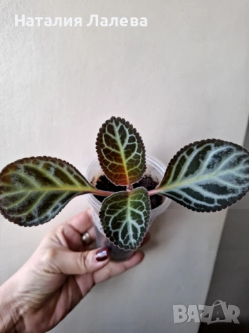 Синнгия, sinningia speciosa regina