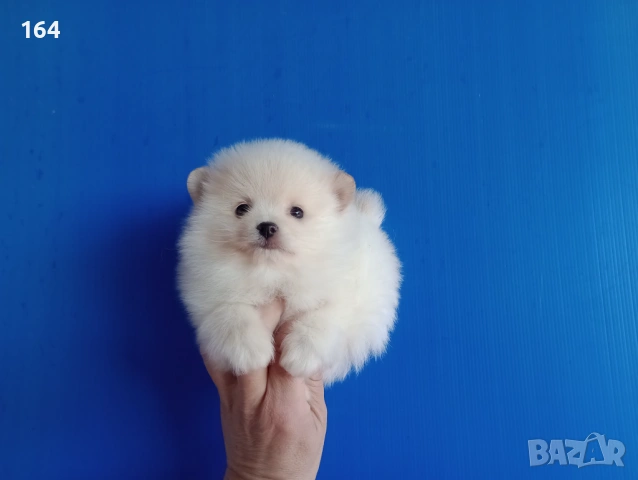 Мъжки Померан. Реални снимки от 12.01.26 г. Померани , снимка 3 - Померан - 53076495