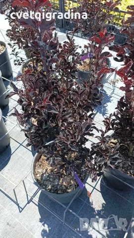 Lagerstroemia ‘Raspberry Sorbet’ (Лагерстремия ‘Малинов сорбет’), снимка 3 - Градински цветя и растения - 55816974